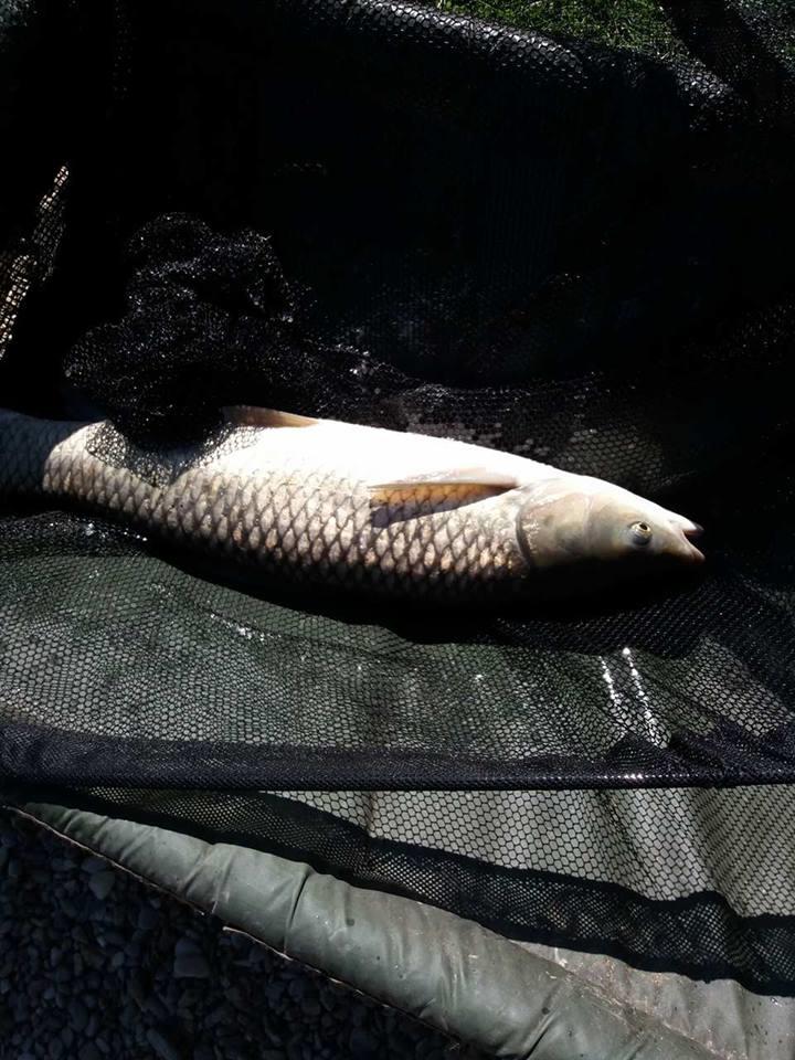 27 -28 Martie Hermes Peris 2017 - 18109419129692940369535786794831n.jpg